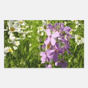 Zomer Lila en Daisies Rechthoekige Sticker