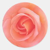 Zomer pop koraal roos bloemfotografie ronde sticker (Voorkant)
