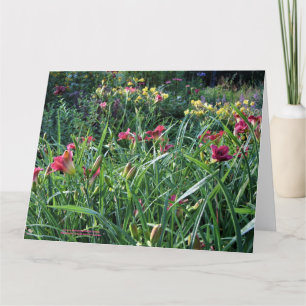 Zomer Reblooming Dagelijkse Tuin Kaart