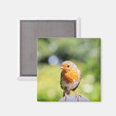 Zomer Robin Magneet (Voorkant / Achterkant)