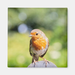 Zomer Robin Magneet