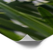 Zomer Sneeuwvlok witte bloemen Poster (Hoek)