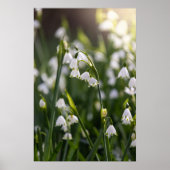 Zomer Sneeuwvlok witte bloemen Poster (Voorkant)