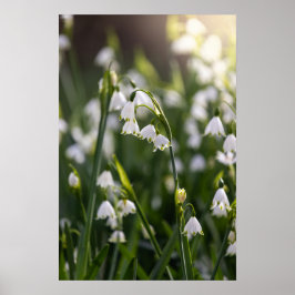 Zomer Sneeuwvlok witte bloemen Poster