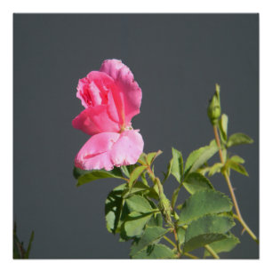 Zomer tijdliefde... poster