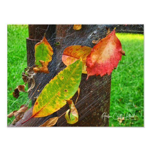 Zomer valt in het web van de herfst foto afdruk (Voorkant)