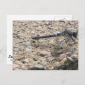 Zomer van het leven briefkaart (Voorkant / Achterkant)