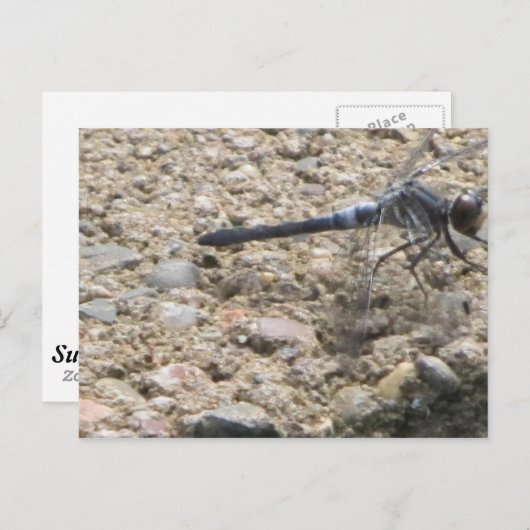 Zomer van het leven briefkaart (Voorkant / Achterkant)