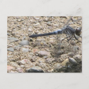 Zomer van het leven briefkaart