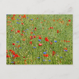 Zomer veld met rode en blauwe bloemen briefkaart