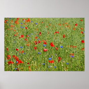 Zomer veld met rode en blauwe bloemen poster