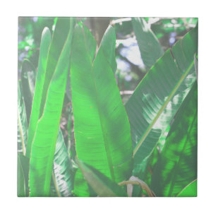 Zomer Vibes Banana Boom laat Bleek groen deegsel o Tegeltje