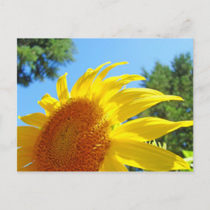 Zomer Zonnebloem ansichtkaarten Groene Tuin Briefkaart