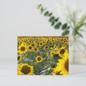 Zomer Zonnebloem Douche Briefkaart (Staand voorkant)