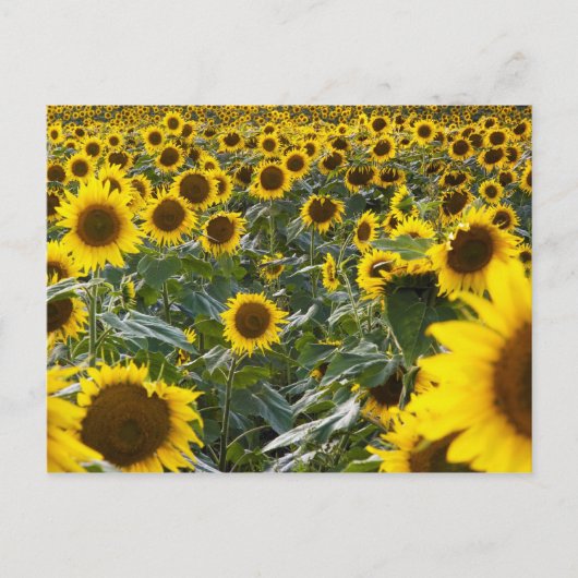 Zomer Zonnebloem Douche Briefkaart (Voorkant)