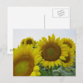 Zomer Zonnebloem Serie Briefkaart (Voorkant / Achterkant)