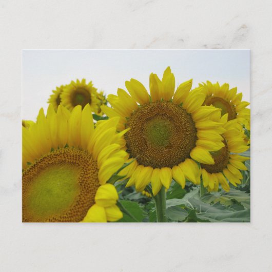 Zomer Zonnebloem Serie Briefkaart (Voorkant)
