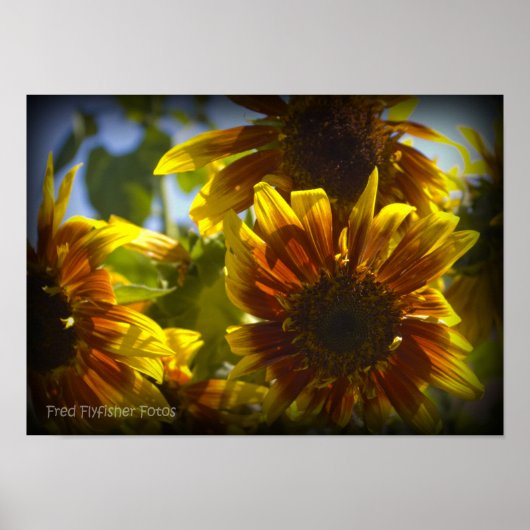 Zomer Zonnebloem Zwart Vinette Poster (Voorkant)