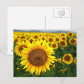 Zomer Zonnebloemen Briefkaart (Voorkant / Achterkant)