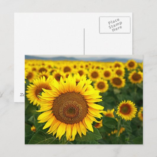 Zomer Zonnebloemen Briefkaart (Voorkant / Achterkant)