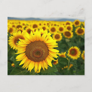 Zomer Zonnebloemen Briefkaart