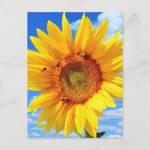 Zomeransichtkaart met zonnebloem briefkaart