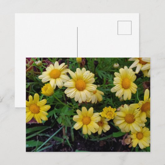 zomerbloem briefkaart (Voorkant / Achterkant)