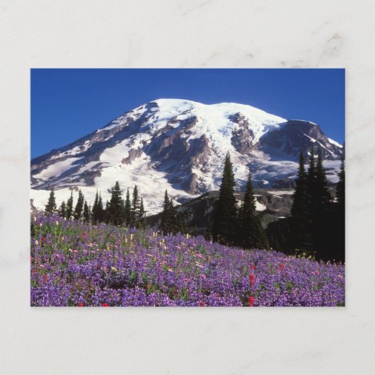 zomerbloemen aan de basis van de Mount Rainier, 2 Briefkaart (Voorkant)