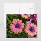 Zomerbloemen briefkaart (Voorkant / Achterkant)