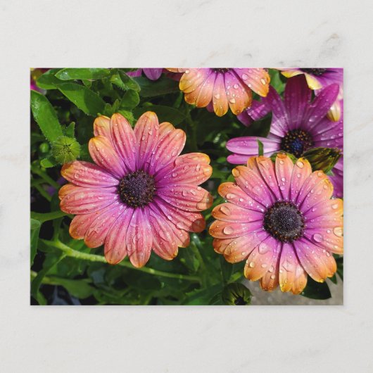 Zomerbloemen briefkaart (Voorkant)