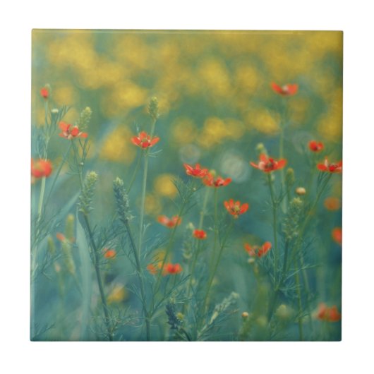 zomerbloemen (Floral Field) (Rode bloemen) Tegeltje (Voorkant)