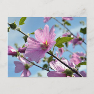 Zomerbloemen (Tree Mallow) Briefkaart