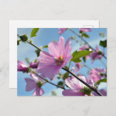 Zomerbloemen (Tree Mallow) Briefkaart (Voorkant / Achterkant)