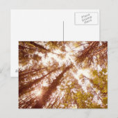 zomerbomen briefkaart (Voorkant / Achterkant)