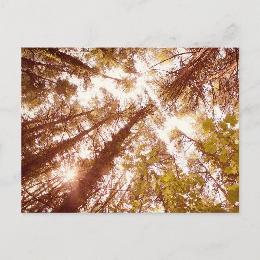 zomerbomen briefkaart (Voorkant)