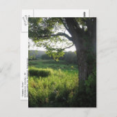 zomerboom briefkaart (Voorkant / Achterkant)