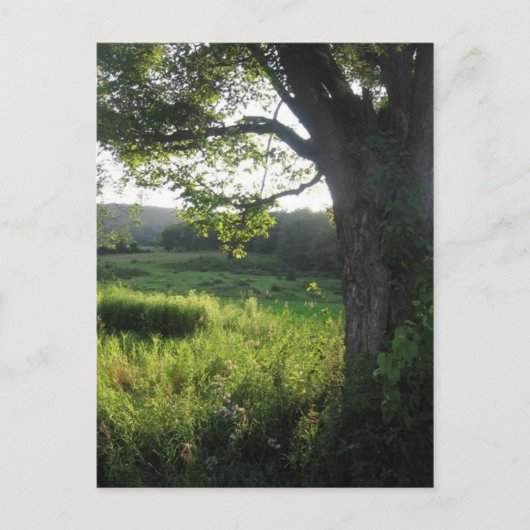 zomerboom briefkaart (Voorkant)