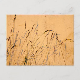 Zomergrassen En Schaduwen Briefkaart