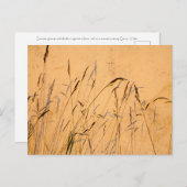 Zomergrassen En Schaduwen Briefkaart (Voorkant / Achterkant)