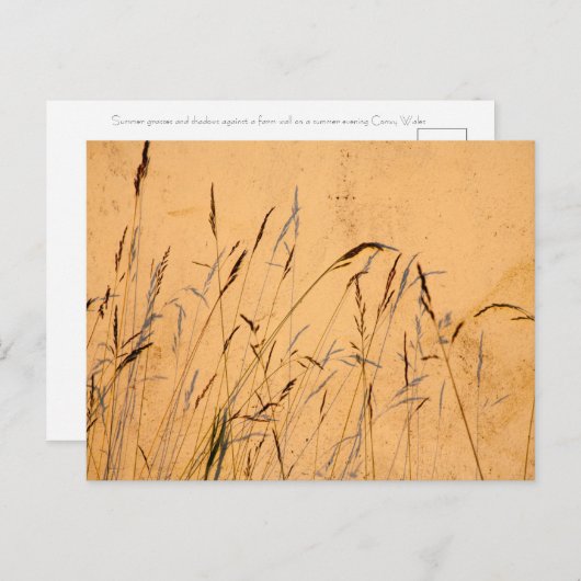 Zomergrassen En Schaduwen Briefkaart (Voorkant / Achterkant)