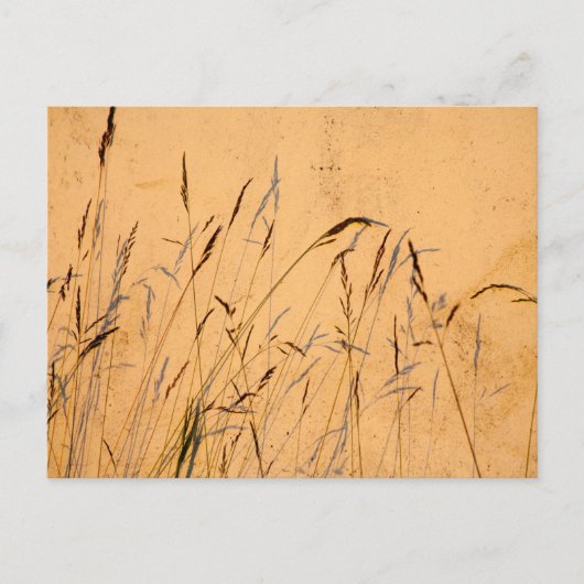 Zomergrassen En Schaduwen Briefkaart (Voorkant)