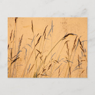 zomergrassen en schaduwen briefkaart