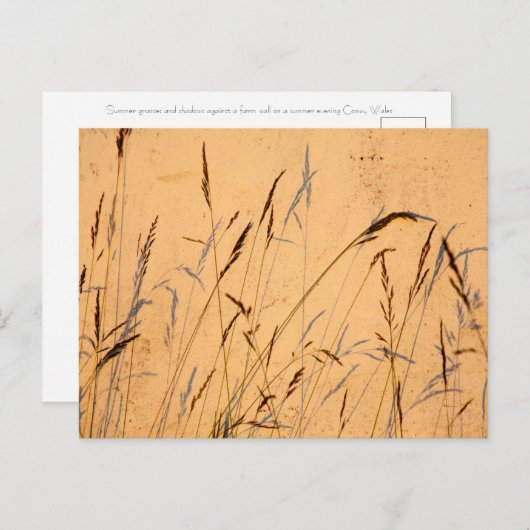 zomergrassen en schaduwen briefkaart (Voorkant / Achterkant)