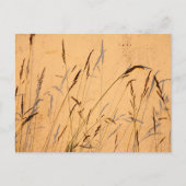 zomergrassen en schaduwen briefkaart (Voorkant)