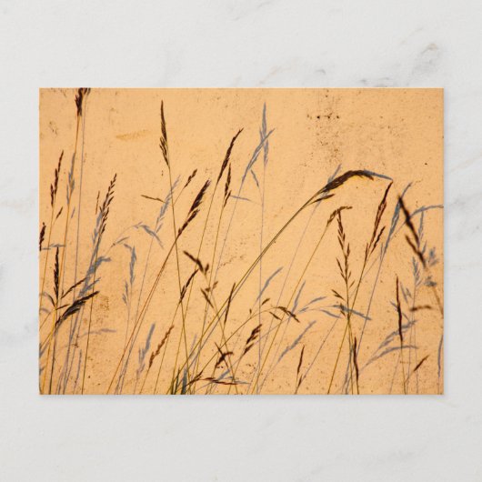 zomergrassen en schaduwen briefkaart (Voorkant)