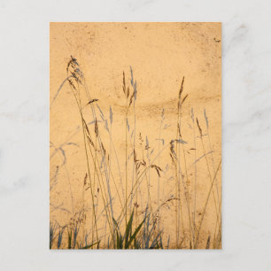 zomergrassen en schaduwen briefkaart