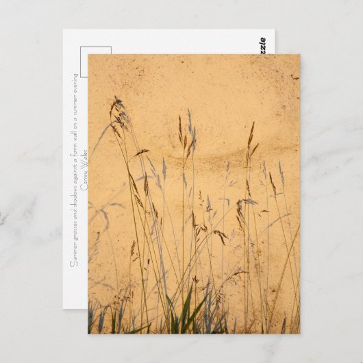 zomergrassen en schaduwen briefkaart (Voorkant / Achterkant)