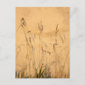 zomergrassen en schaduwen briefkaart (Voorkant)