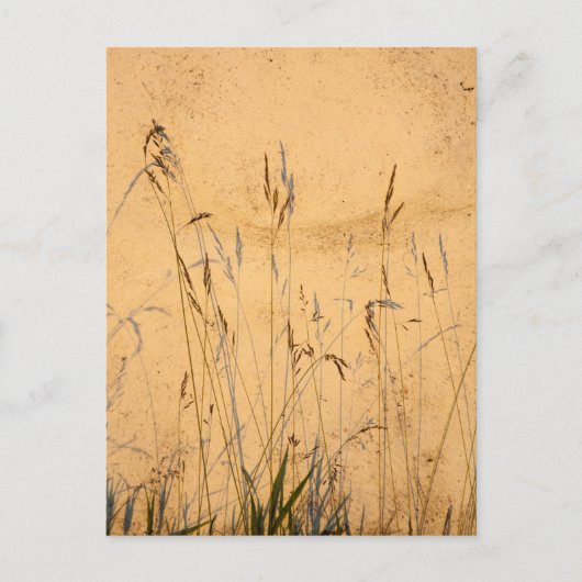 zomergrassen en schaduwen briefkaart (Voorkant)