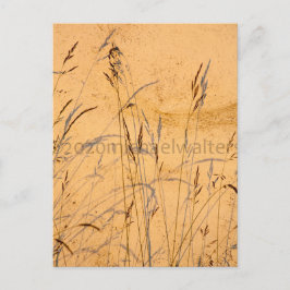 zomergrassen en schaduwen briefkaart